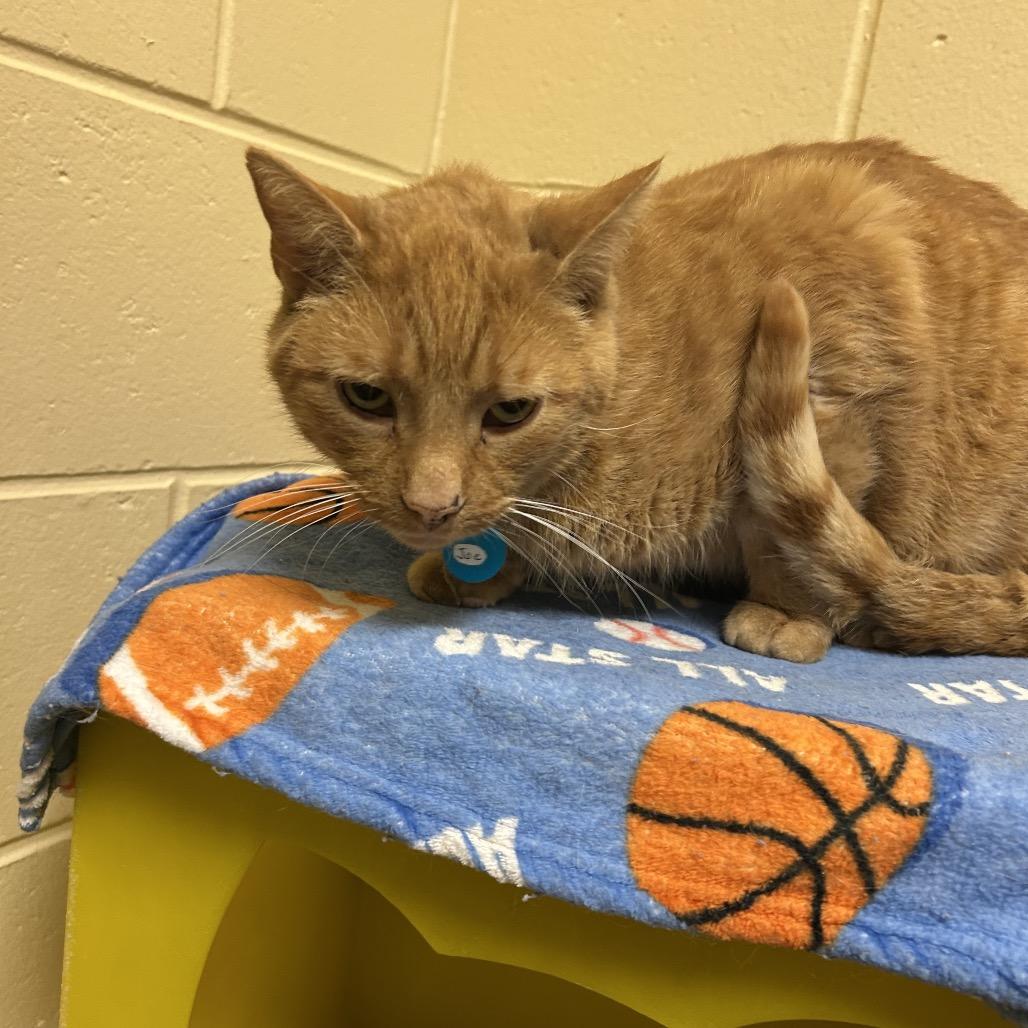 Joe, a Adoptable Domestic Short Hair in Waukesha, WI image 3/3