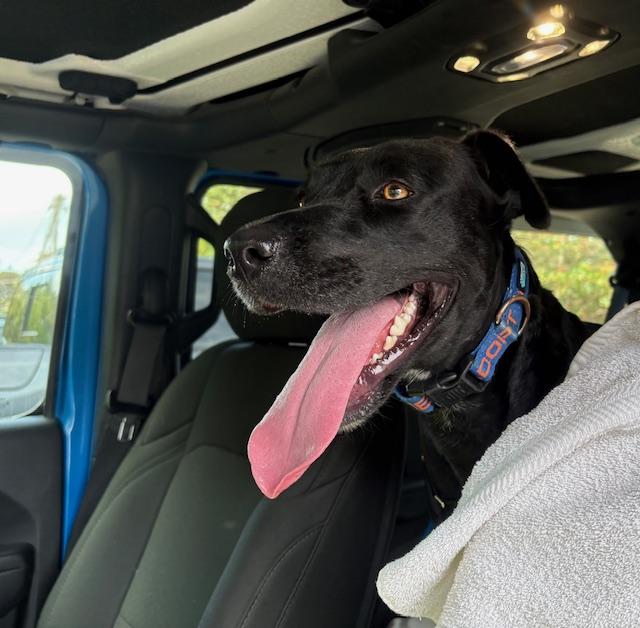 Enlarge Awesome Ambar!, a ADOPTABLE mixed breed in Milwaukie, OR image 1/6