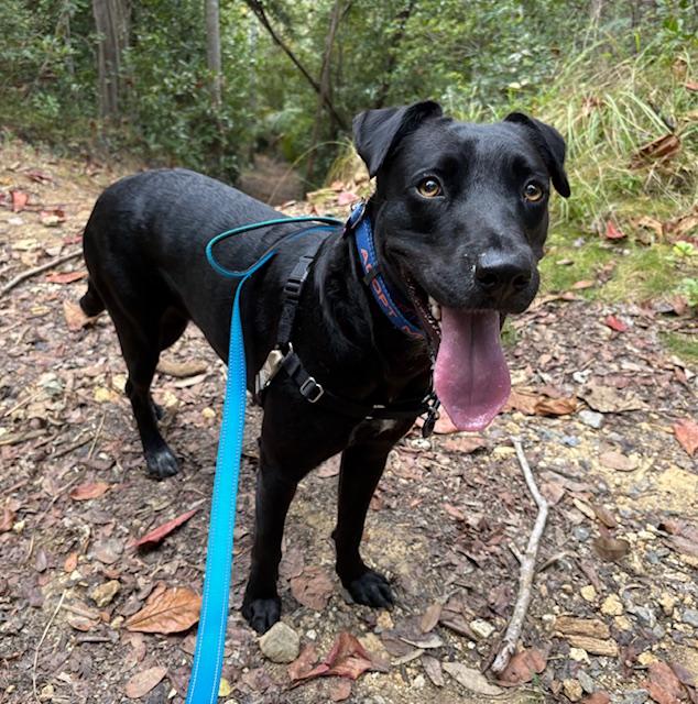 Enlarge Awesome Ambar!, a ADOPTABLE mixed breed in Milwaukie, OR image 2/6