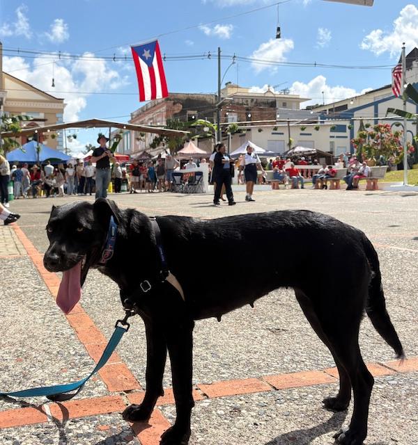 Enlarge Awesome Ambar!, a ADOPTABLE mixed breed in Milwaukie, OR image 3/6