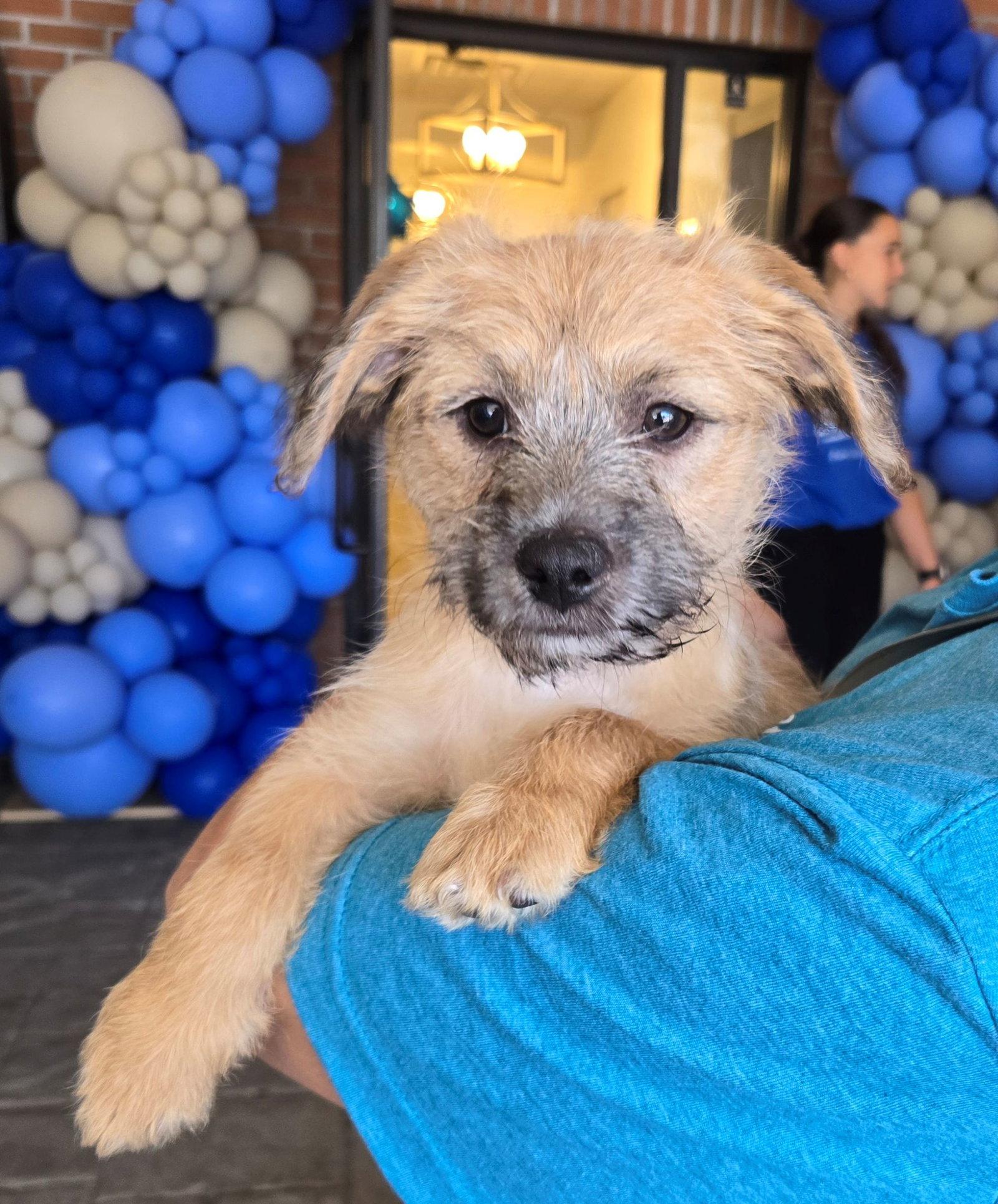 Scout, Adopted, Puppy Male Terrier.