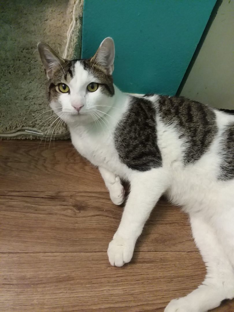 Rocky, Adoptable, Adult Male Domestic Short Hair.