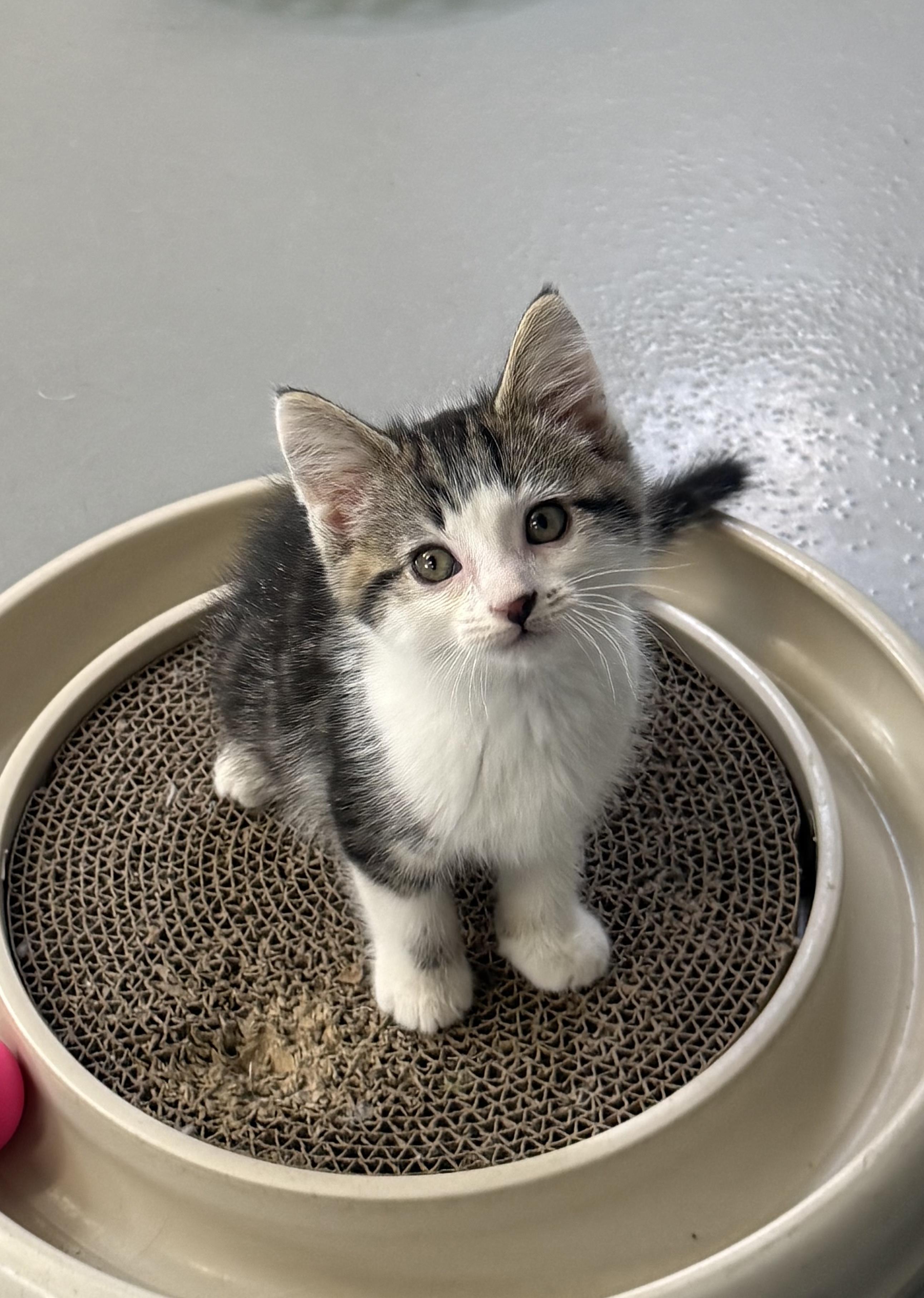 Enlarge Oscar, a ADOPTABLE American Shorthair in Big Rapids, MI image 1/4
