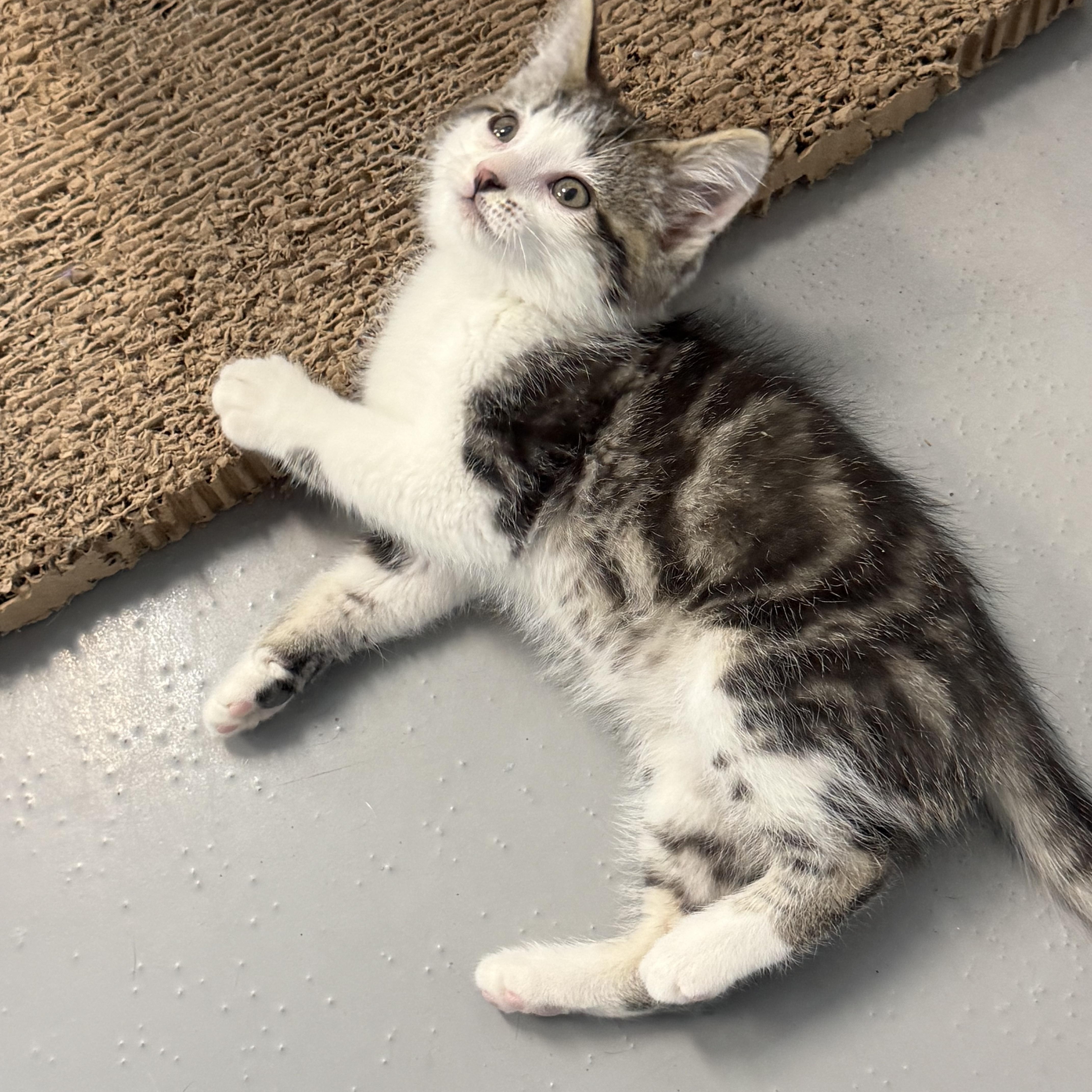 Enlarge Oscar, a ADOPTABLE American Shorthair in Big Rapids, MI image 2/4