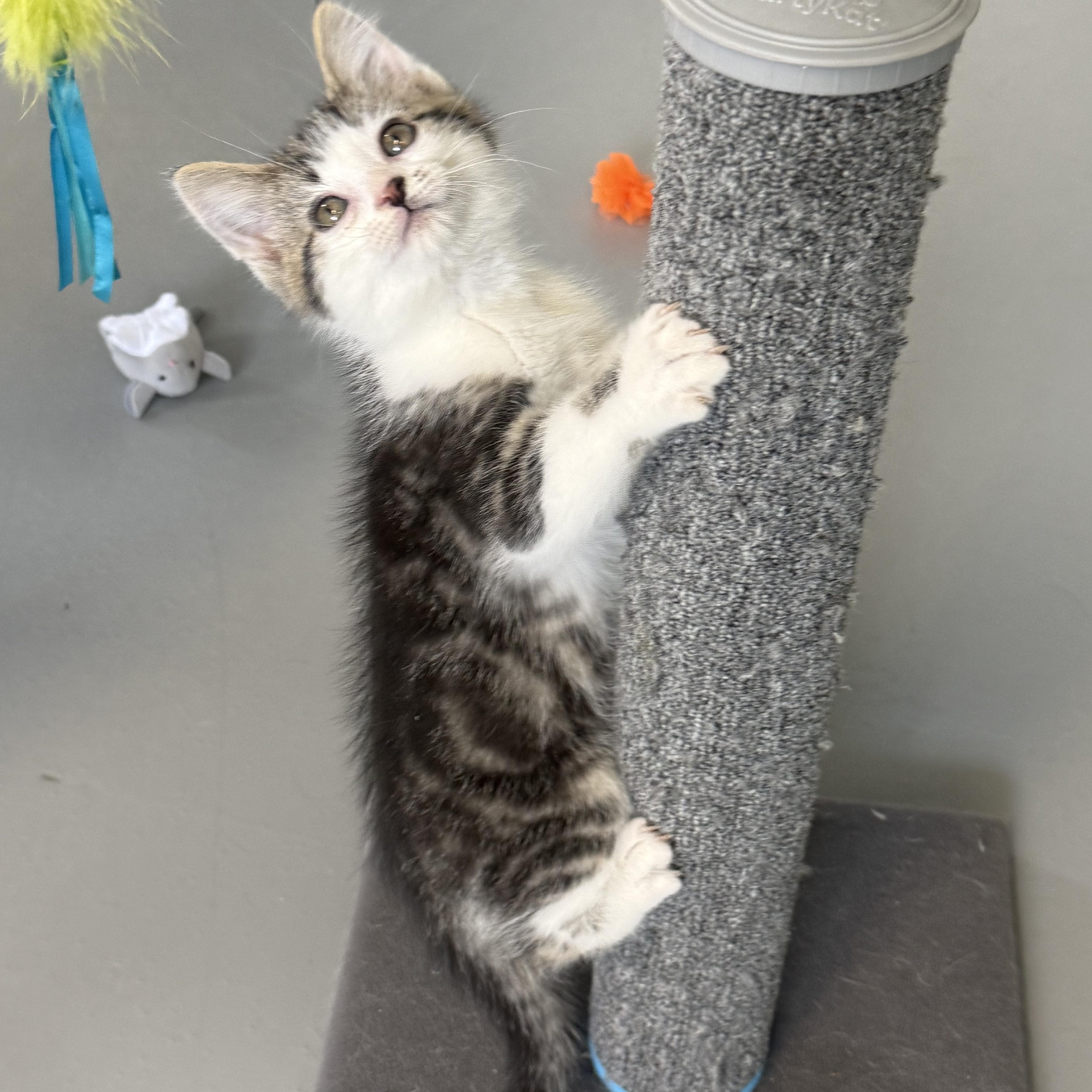 Enlarge Oscar, a ADOPTABLE American Shorthair in Big Rapids, MI image 4/4