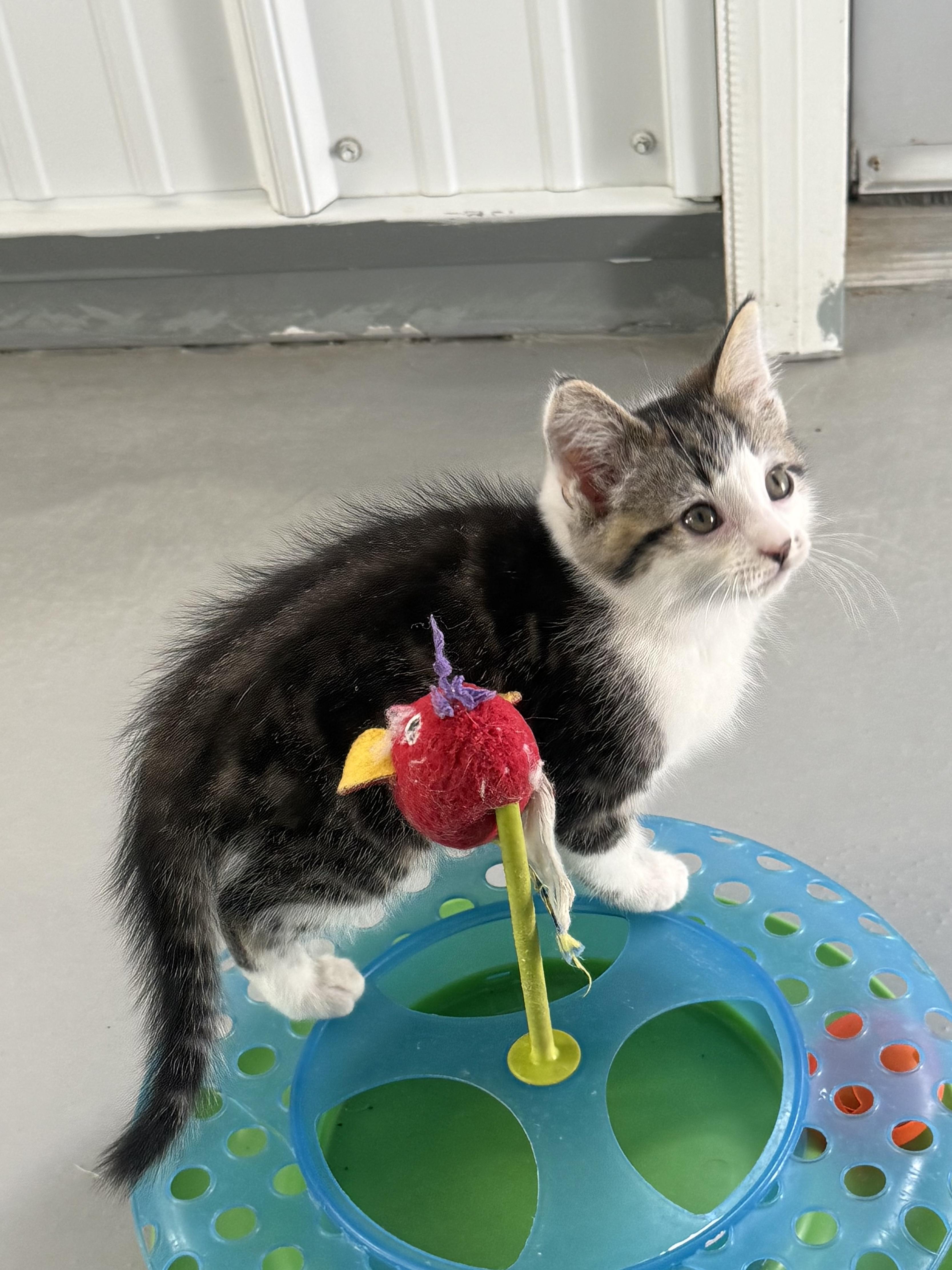 Enlarge Oscar, a ADOPTABLE American Shorthair in Big Rapids, MI image 3/4