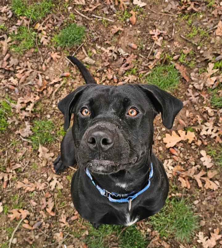 Enlarge Gracie, a Adoptable mixed breed in Redding, CA image 1/2