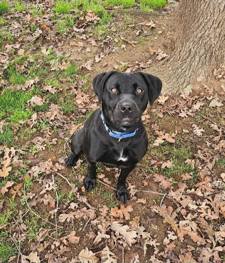 Enlarge Gracie, a Adoptable mixed breed in Redding, CA image 2/2