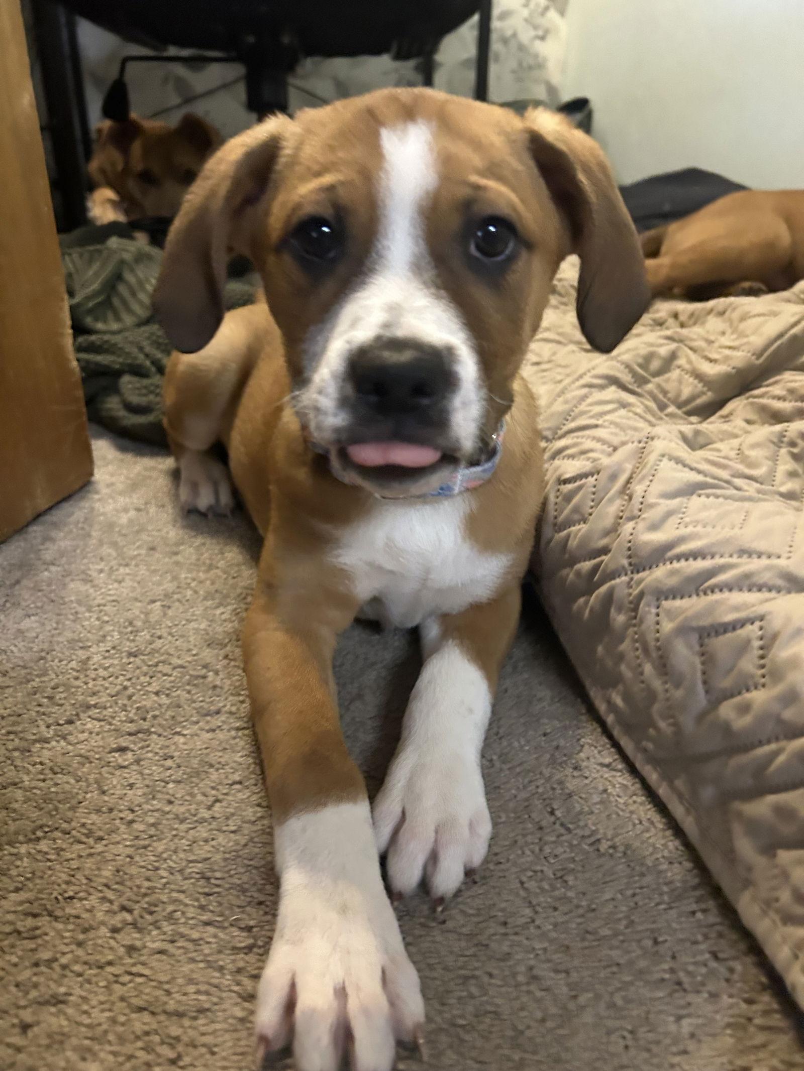 Waffles, a Adoptable mixed breed in Polson, MT image 1/3