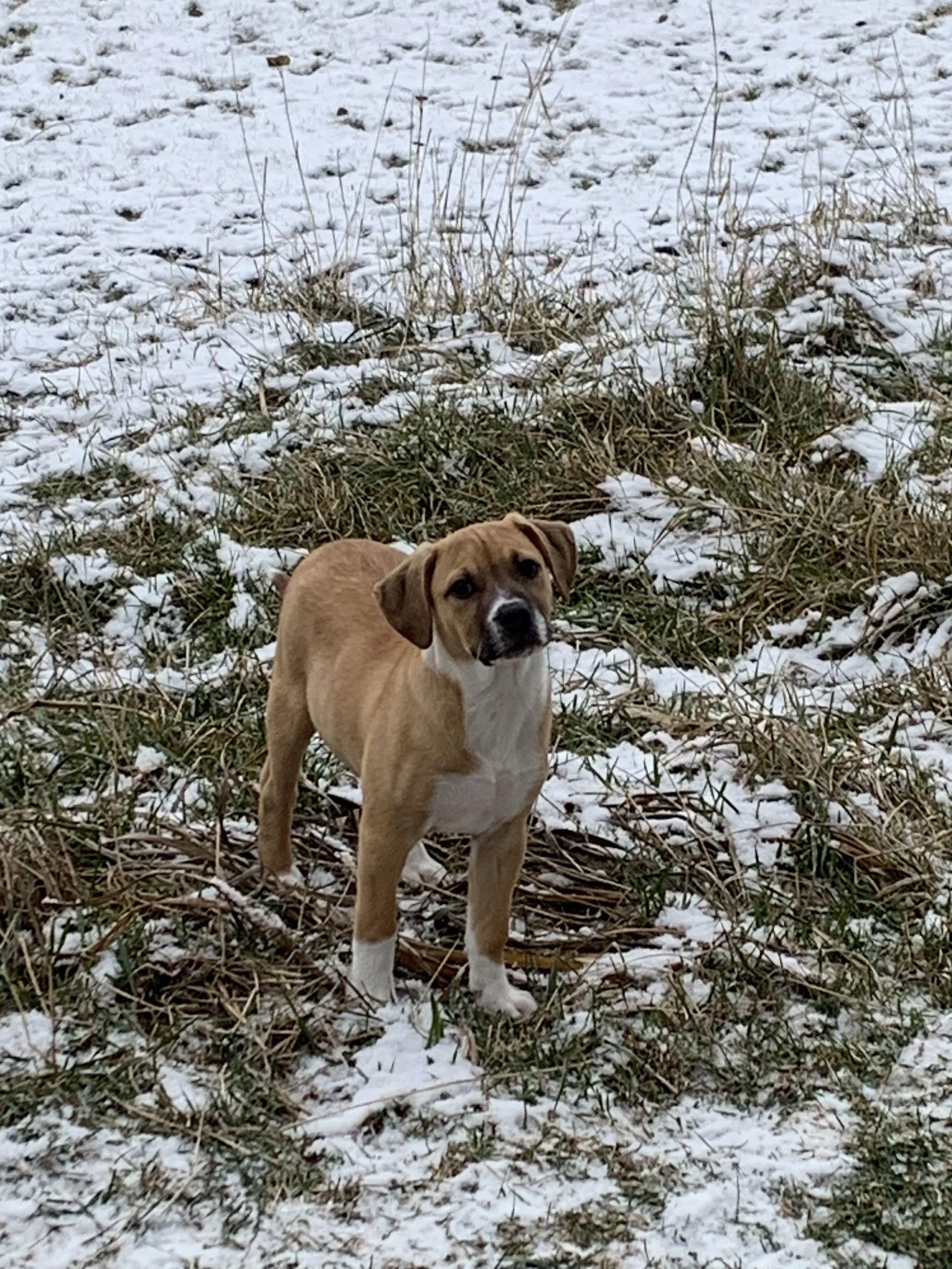 Waffles, a Adoptable mixed breed in Polson, MT image 2/3