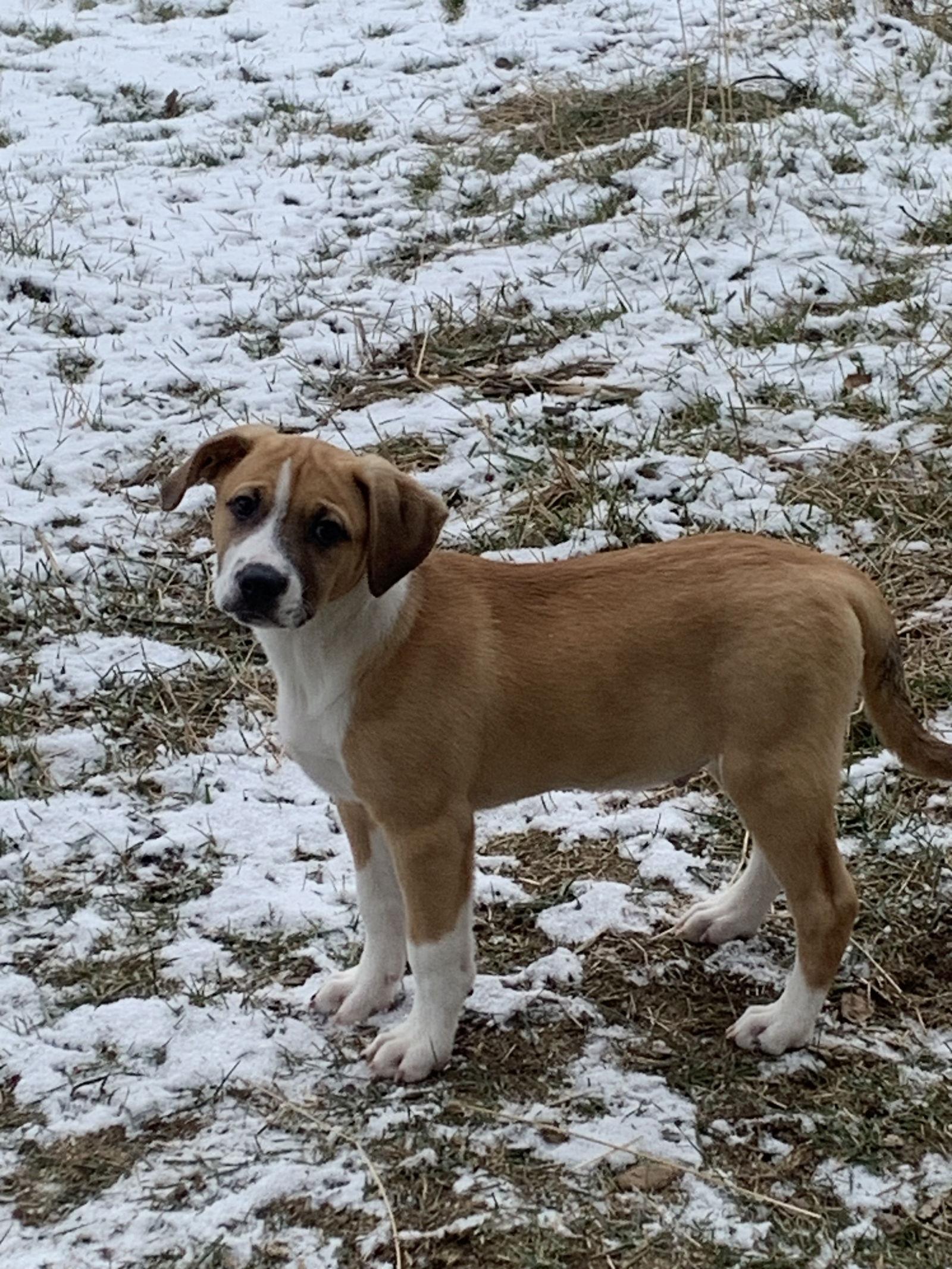 Waffles, a Adoptable mixed breed in Polson, MT image 3/3