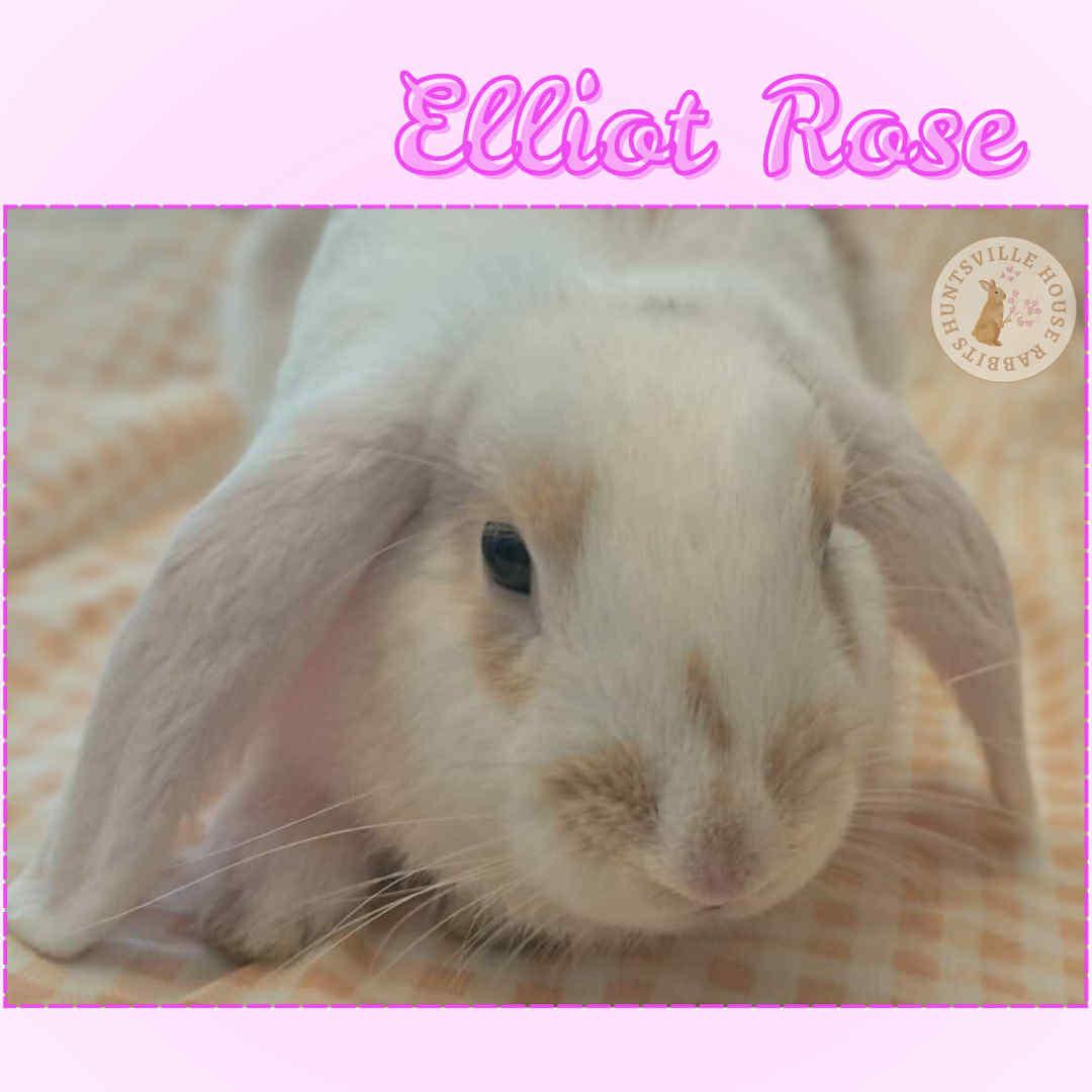 Enlarge Elliot Rose, a Adopted Mini Lop in Huntsville, AL image 1/5