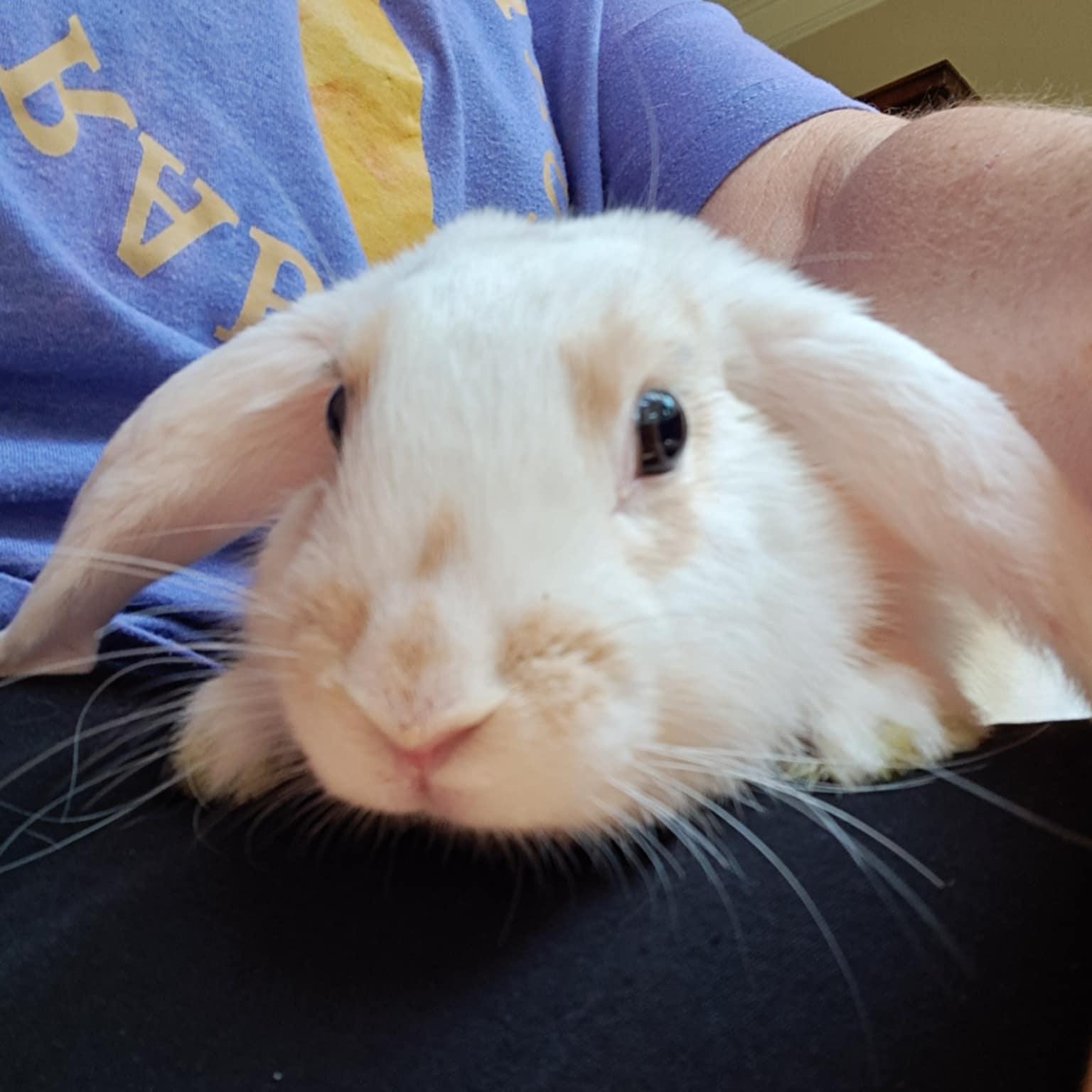 Enlarge Elliot Rose, a Adopted Mini Lop in Huntsville, AL image 2/5