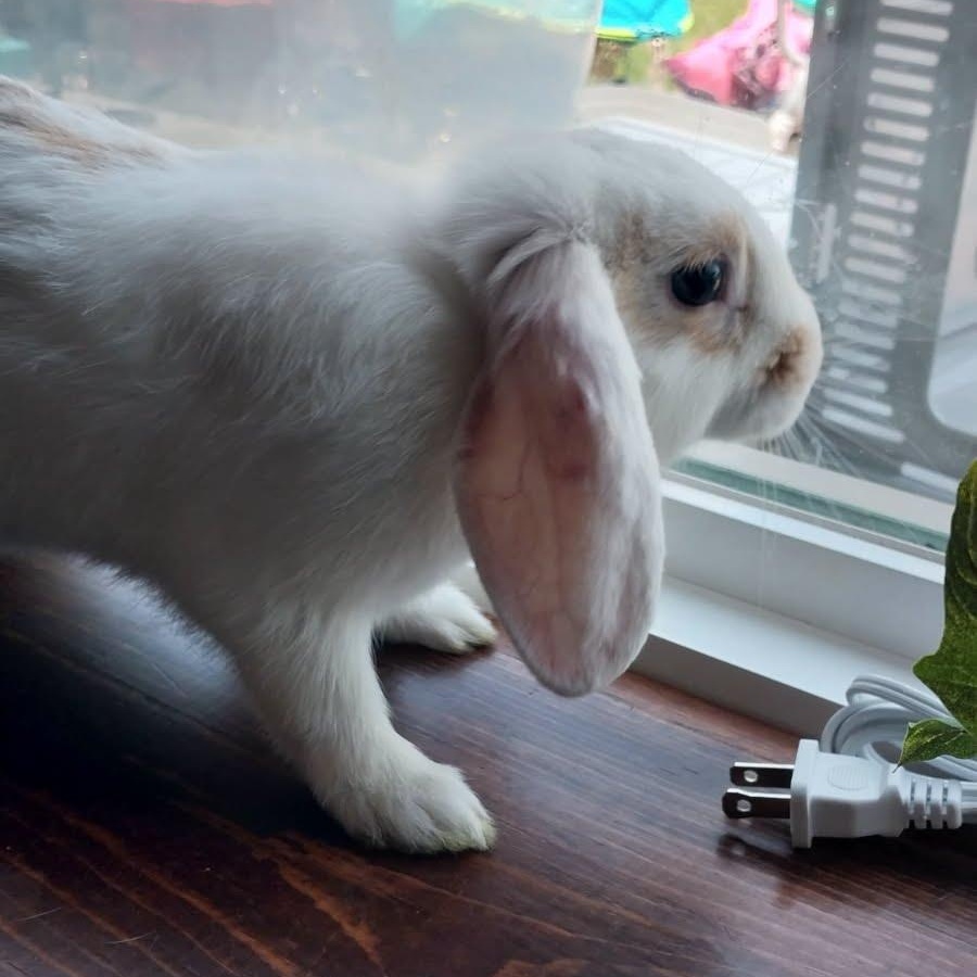 Enlarge Elliot Rose, a Adopted Mini Lop in Huntsville, AL image 3/5