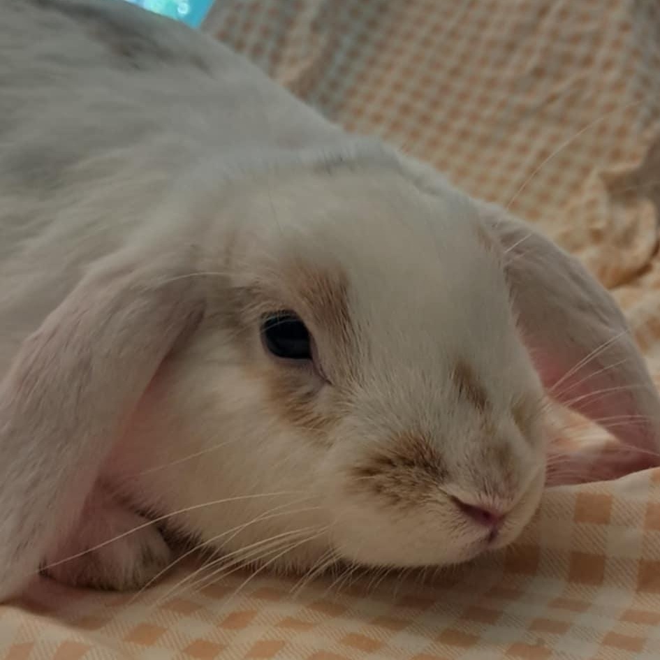 Enlarge Elliot Rose, a Adopted Mini Lop in Huntsville, AL image 4/5