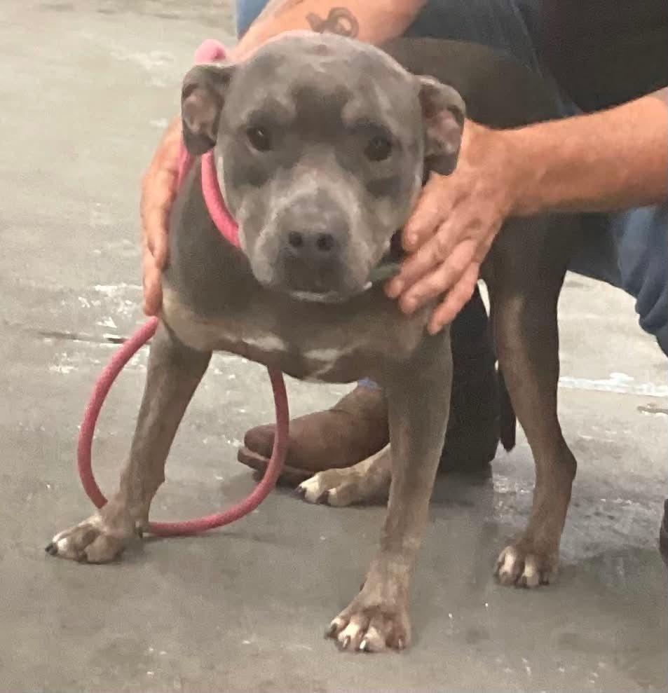 Frack, Adoptable, Young Female Pit Bull Terrier.