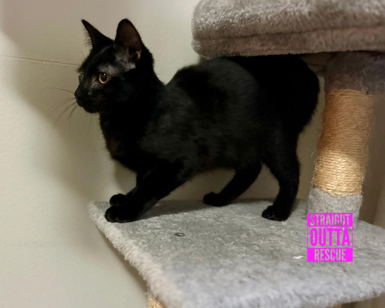 Bradman - New Bio and Video, an adoptable Domestic Short Hair in Vancouver, BC, V6K 1P8 | Photo Image 3