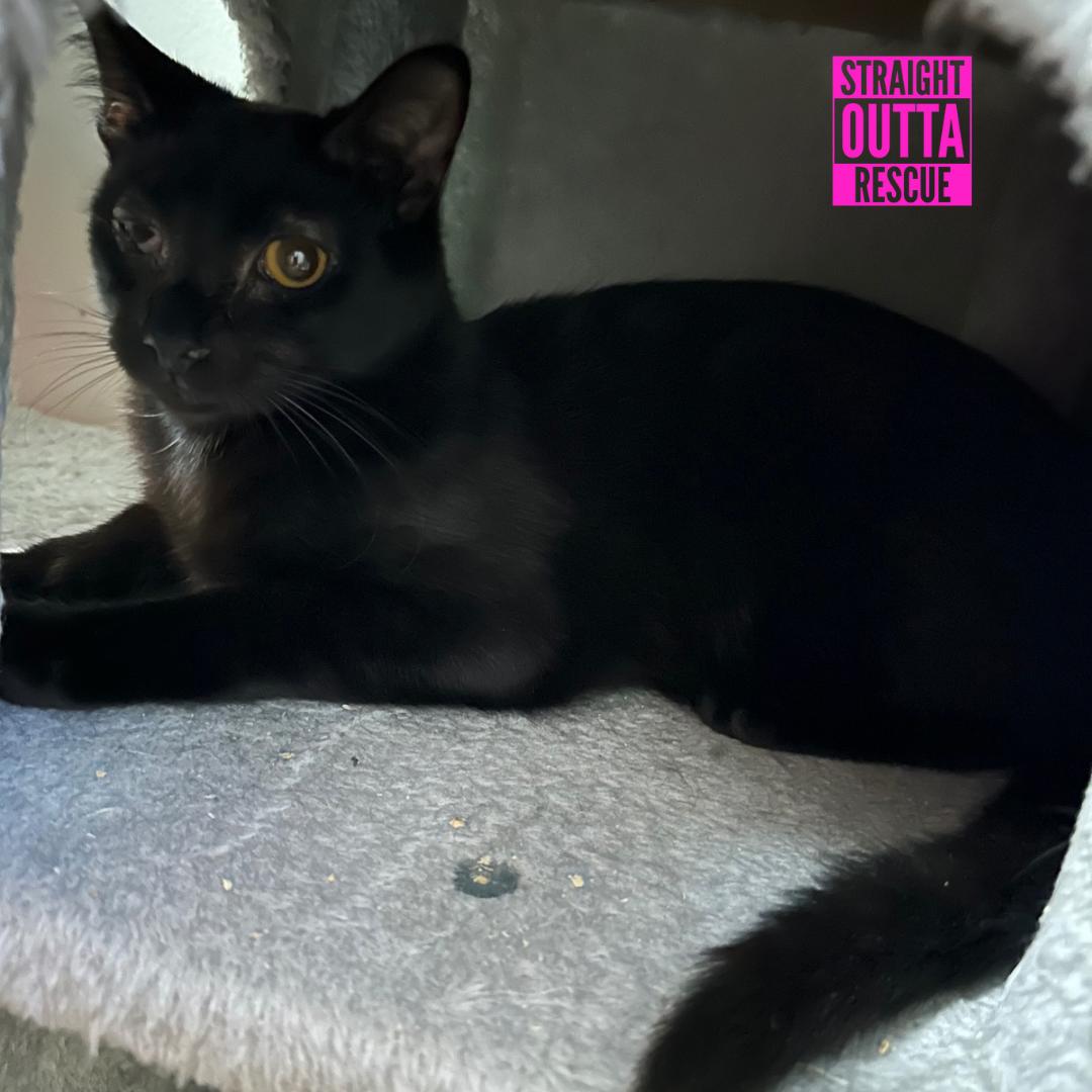 Bradman - New Bio and Video, an adoptable Domestic Short Hair in Vancouver, BC, V6K 1P8 | Photo Image 2