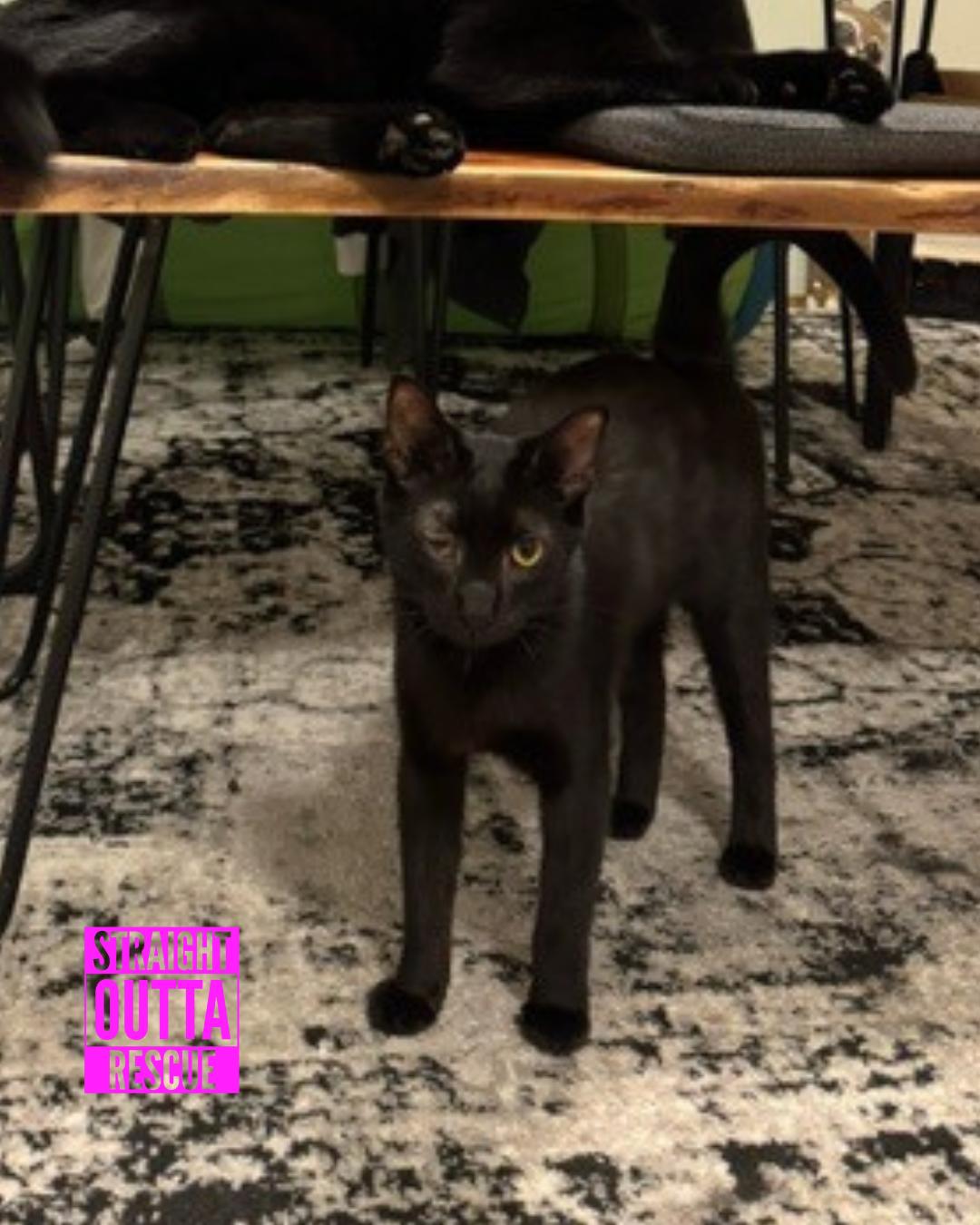 Bradman - New Bio and Video, an adoptable Domestic Short Hair in Vancouver, BC, V6K 1P8 | Photo Image 1