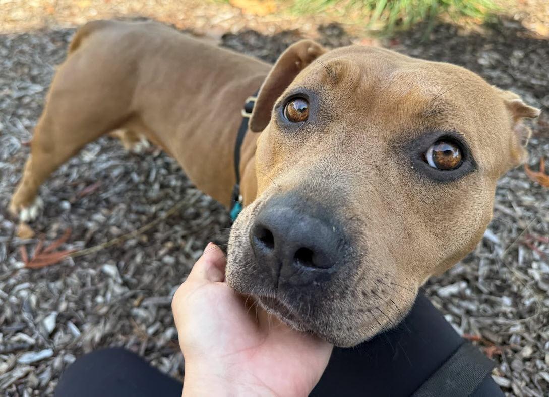 Cornbread, ADOPTABLE, Young Female Pit Bull Terrier.