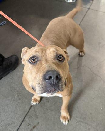 Enlarge Cornbread, a ADOPTABLE Pit Bull Terrier in Berkeley, CA image 3/6