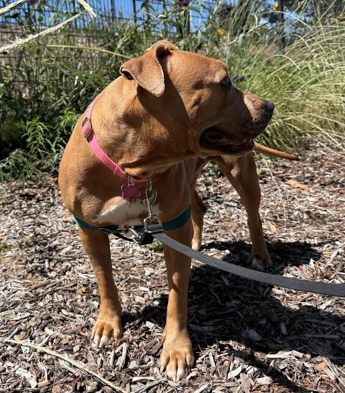 Enlarge Cornbread, a ADOPTABLE Pit Bull Terrier in Berkeley, CA image 6/6
