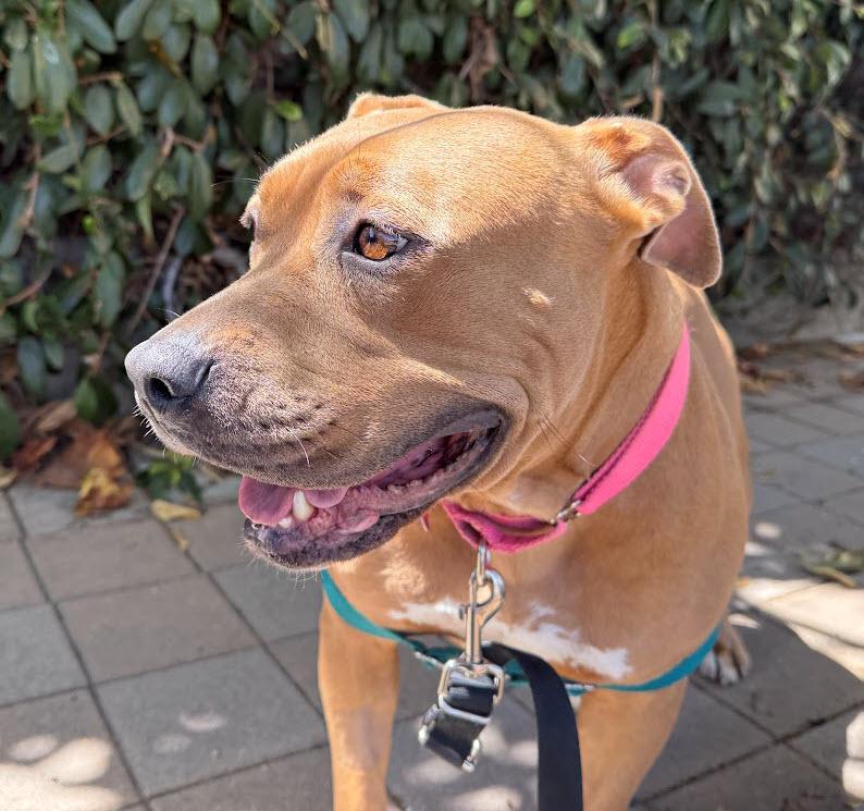 Enlarge Cornbread, a ADOPTABLE Pit Bull Terrier in Berkeley, CA image 2/6