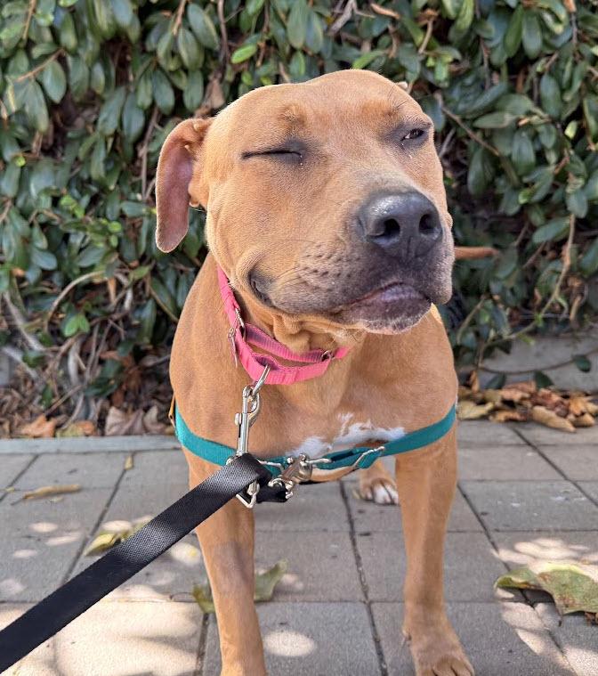 Enlarge Cornbread, a ADOPTABLE Pit Bull Terrier in Berkeley, CA image 4/6