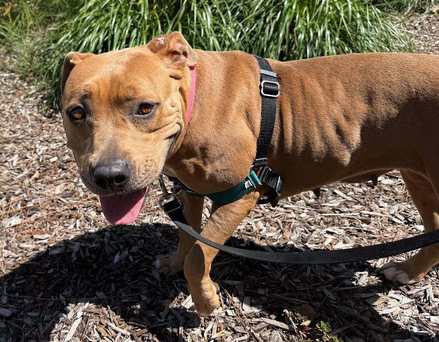 Enlarge Cornbread, a ADOPTABLE Pit Bull Terrier in Berkeley, CA image 5/6
