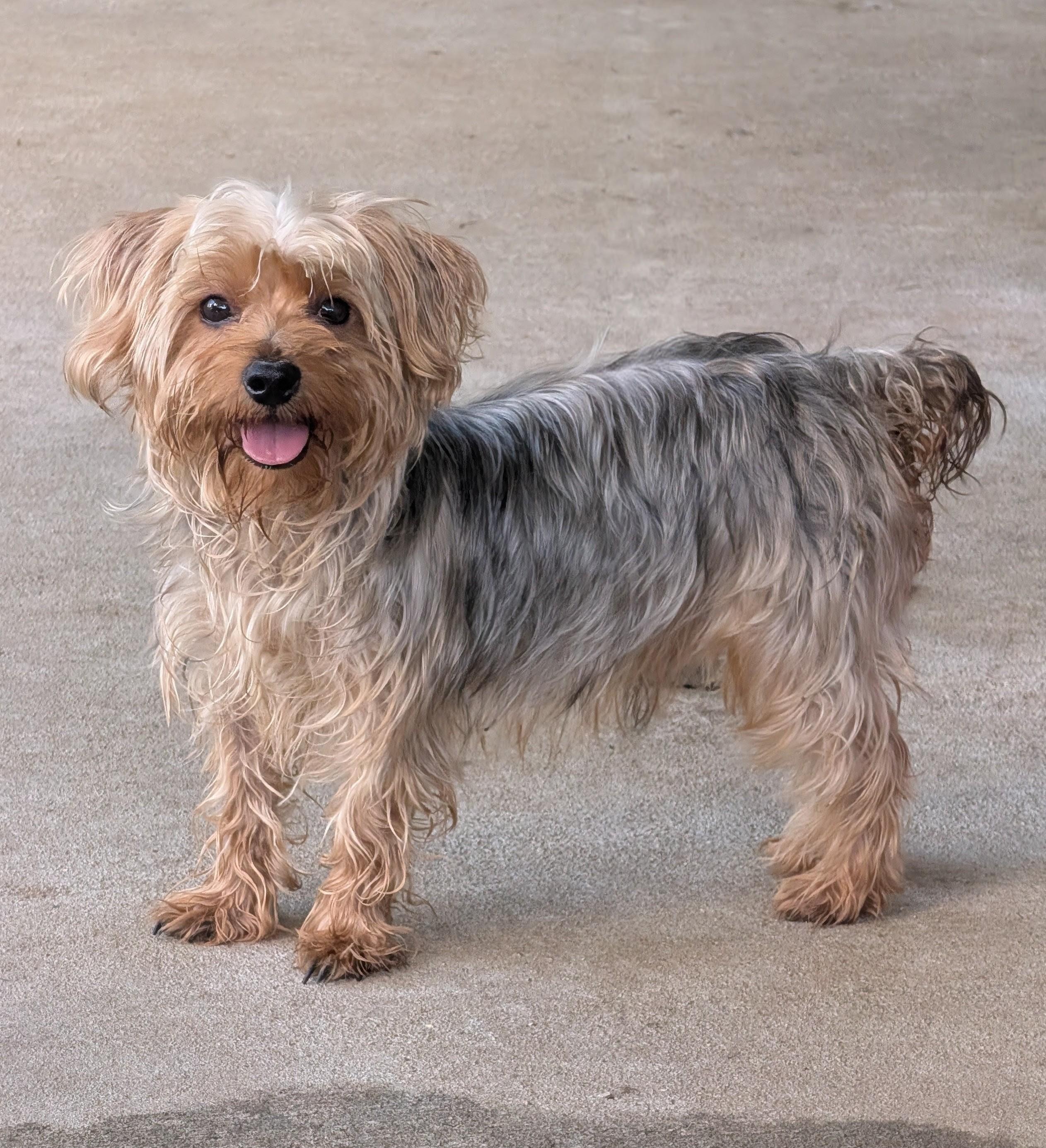 Cinco De Mayo, a Adoptable Yorkshire Terrier in Baton Rouge, LA image 2/3