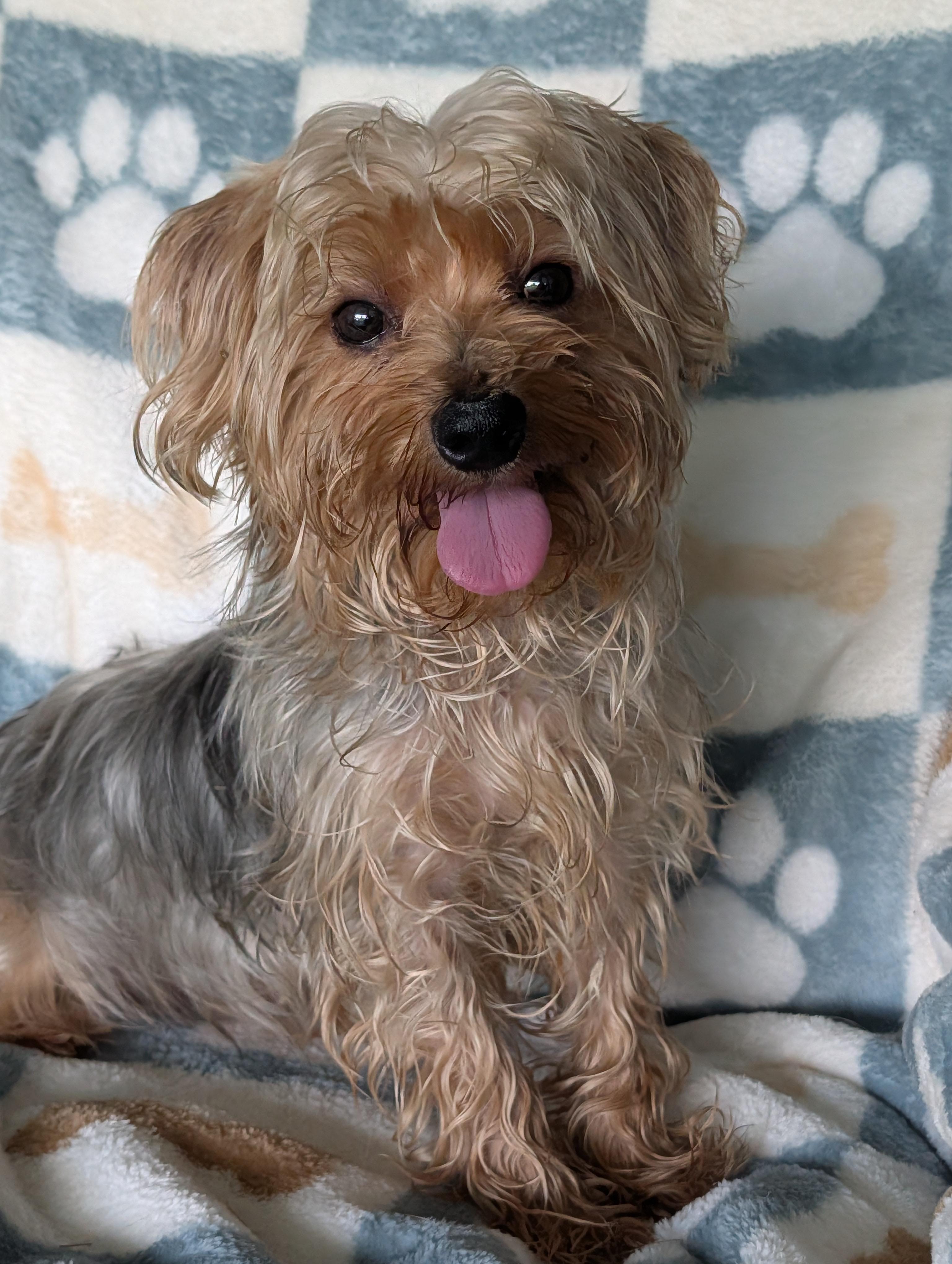 Cinco De Mayo, Adoptable, Adult Male Yorkshire Terrier.