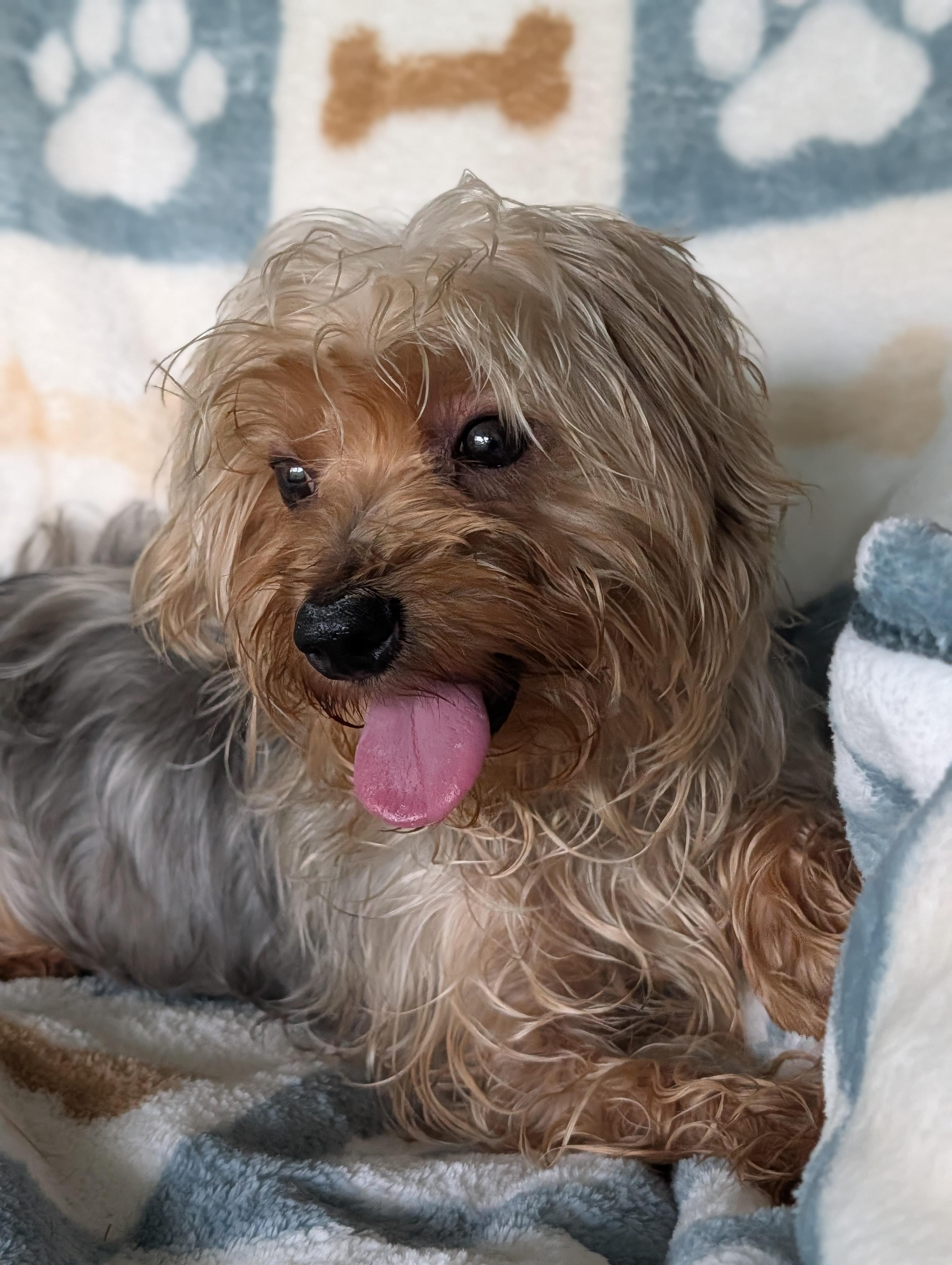 Cinco De Mayo, a Adoptable Yorkshire Terrier in Baton Rouge, LA image 3/3