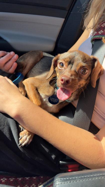 Gidget 51362, Adoptable, Adult Male Mixed Breed.