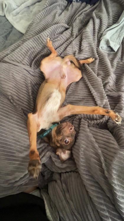 Enlarge Gidget 51362, a Adoptable Mixed Breed in Oklahoma City, OK image 2/3