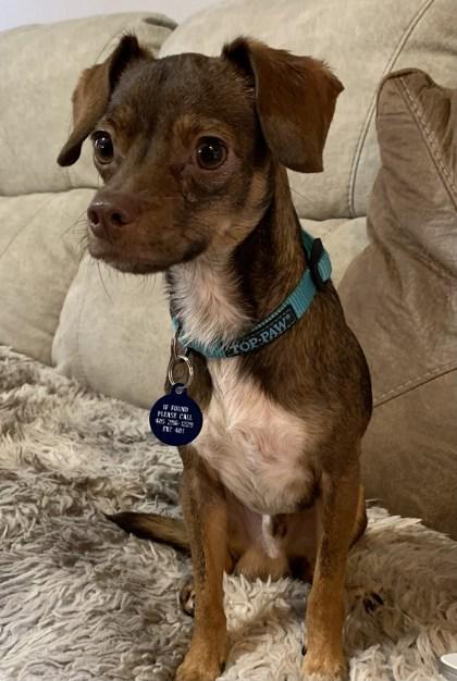 Enlarge Gidget 51362, a Adoptable Mixed Breed in Oklahoma City, OK image 3/3