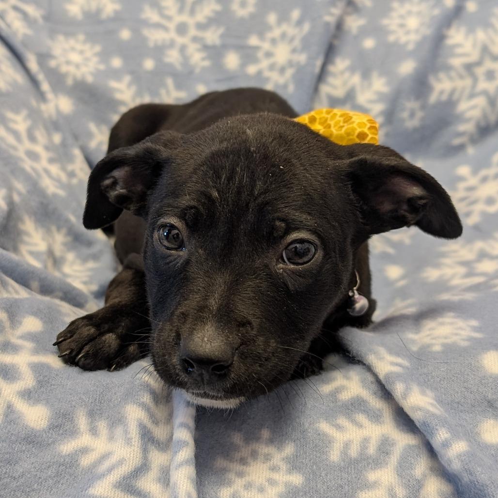 Enlarge Sneezy, a Adoptable Pit Bull Terrier in Manhattan, KS image 1/5