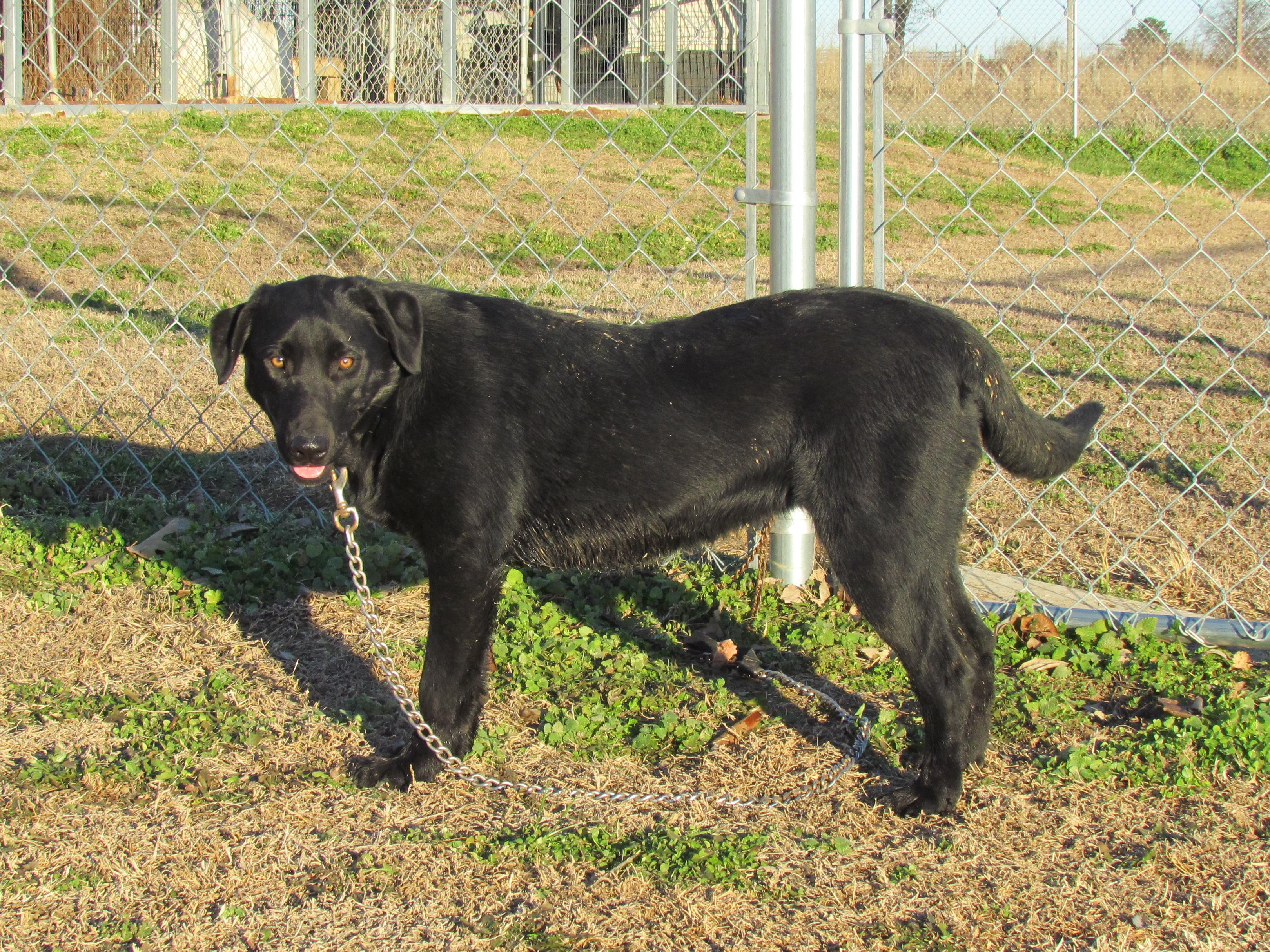 Zada - Come Meet Me!, a Adoptable mixed breed in Medfield, MA image 2/4