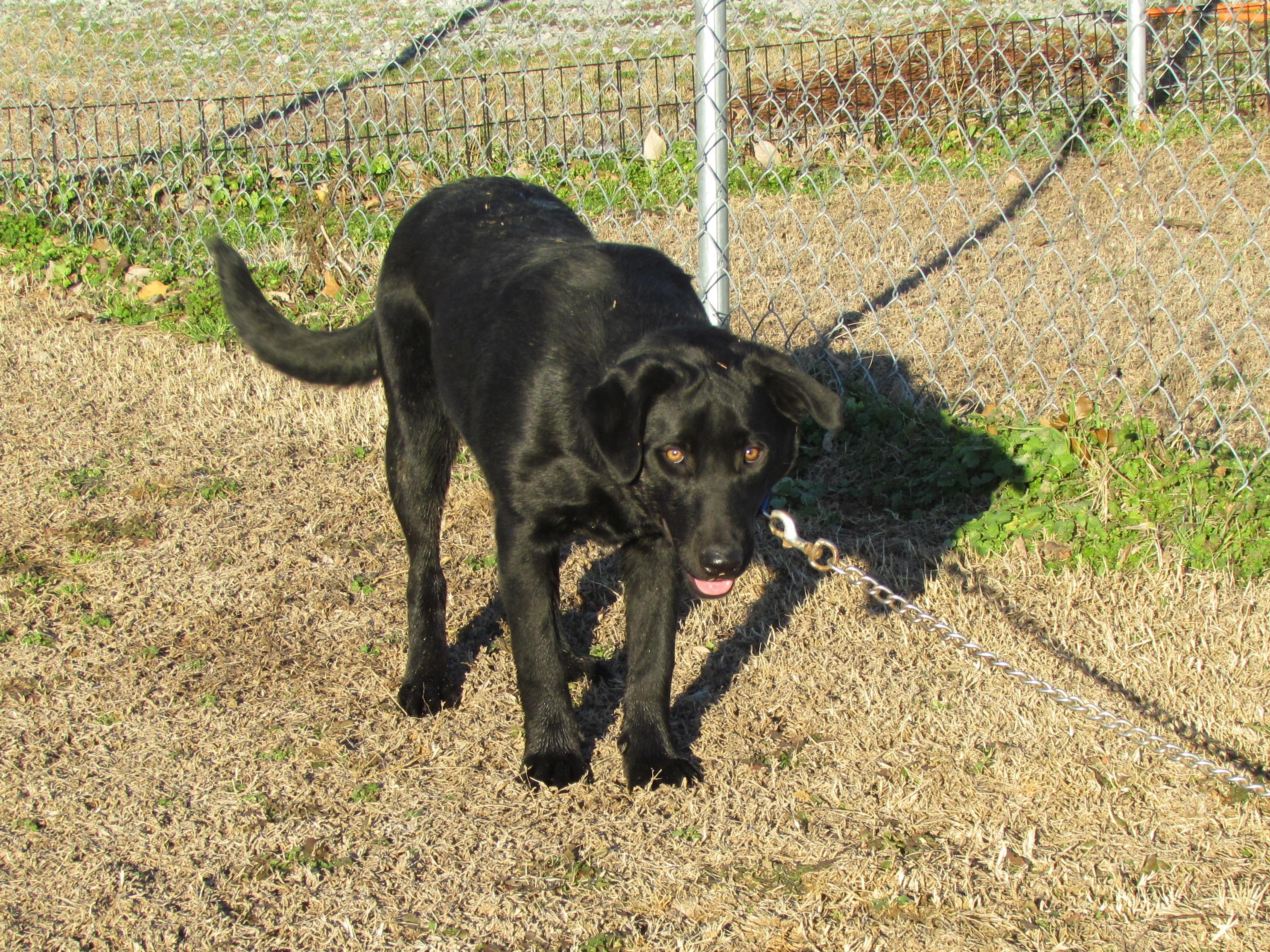 Zada - Come Meet Me!, a Adoptable mixed breed in Medfield, MA image 4/4