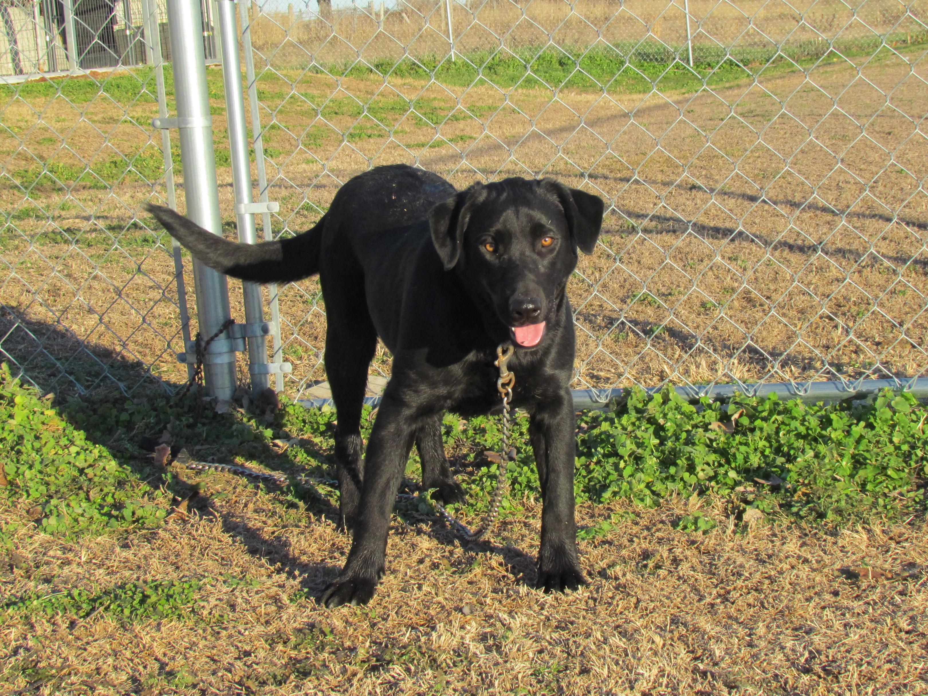 Zada - Come Meet Me!, a Adoptable mixed breed in Medfield, MA image 1/4
