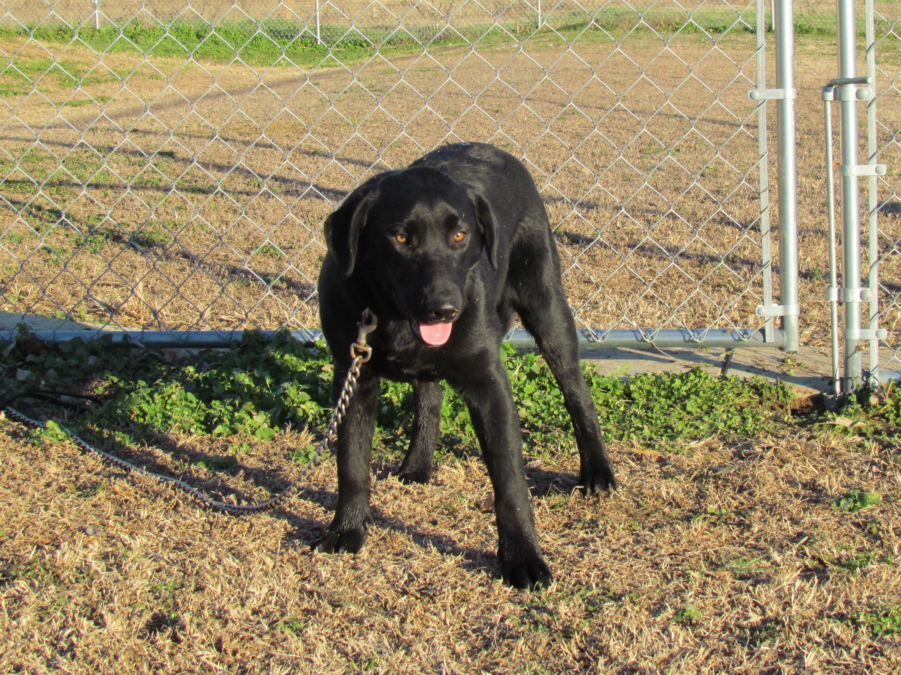 Zada - Come Meet Me!, a Adoptable mixed breed in Medfield, MA image 3/4