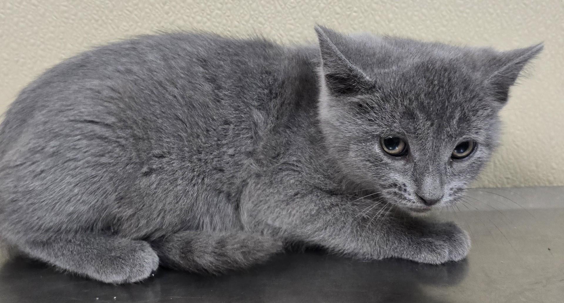 Katt, a Adoptable mixed breed in Brainerd, MN image 2/2