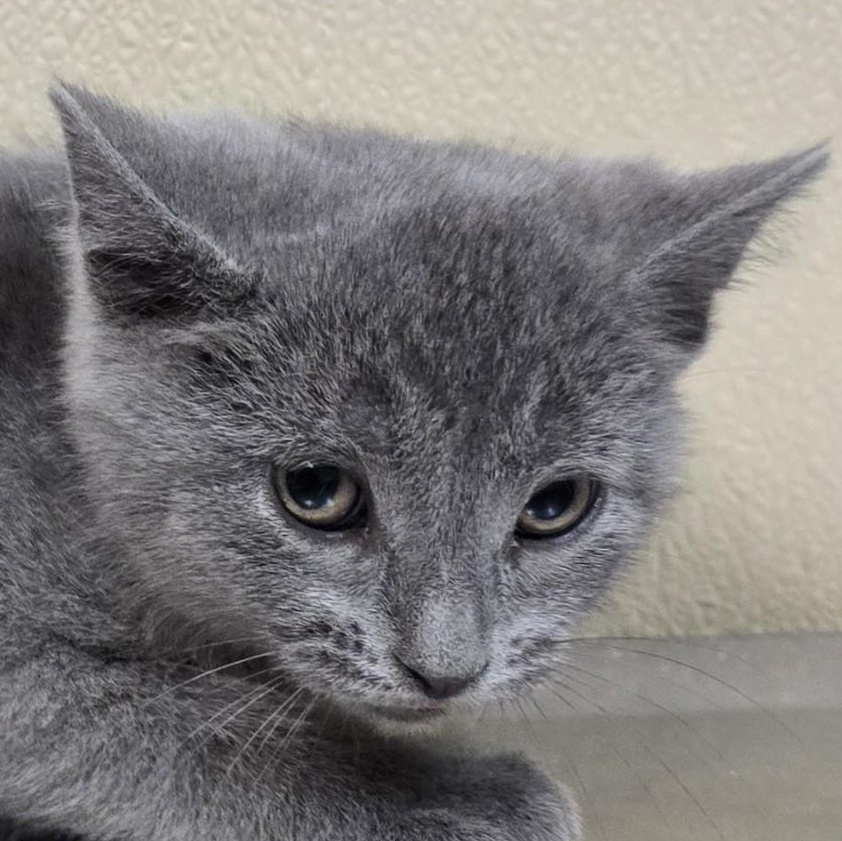 Katt, Adoptable, Kitten Female Domestic Short Hair.
