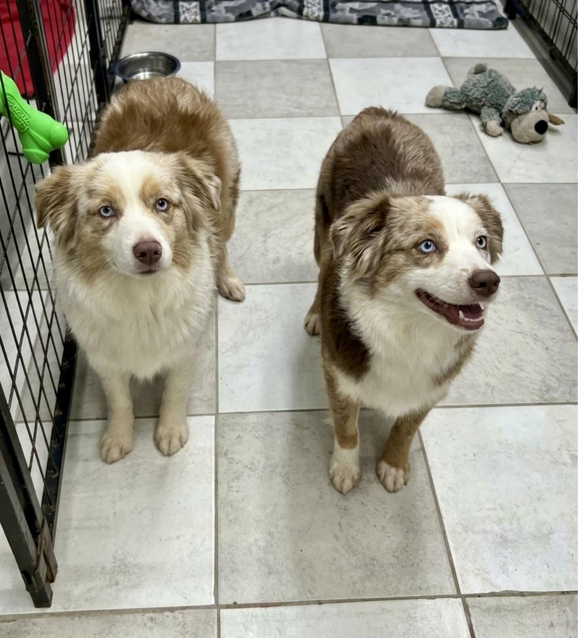 Enlarge Dottie & Frankie, a Adopted Australian Shepherd in Hartwell, GA image 1/1