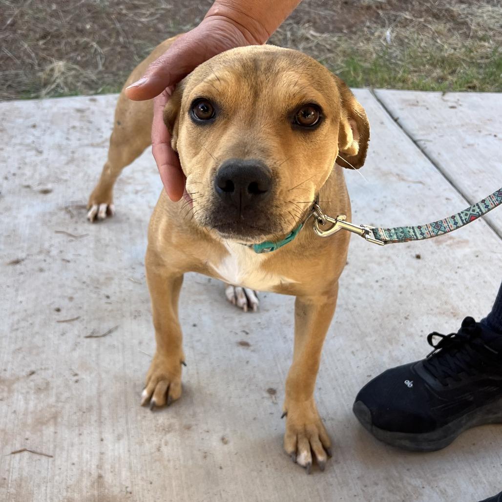 *** Harris, a Adoptable mixed breed in Bulverde, TX image 1/3
