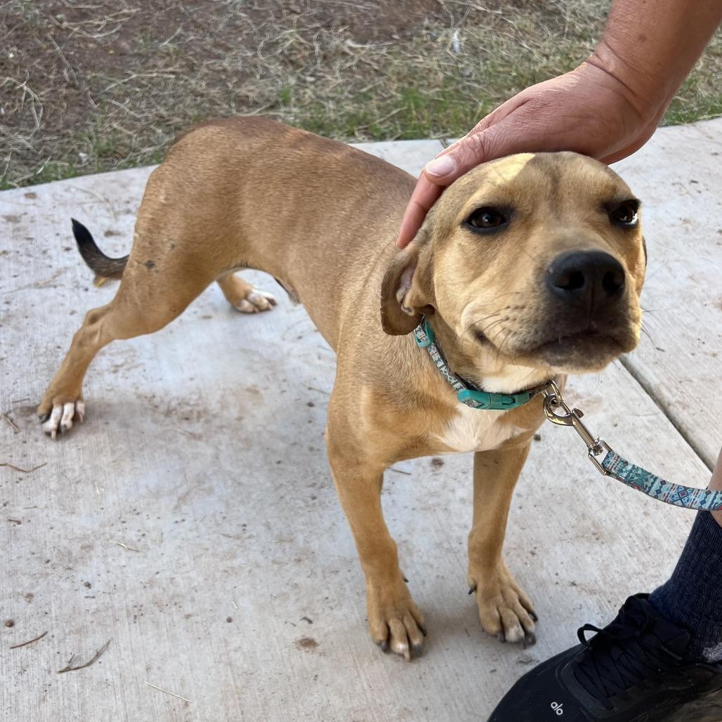 *** Harris, a Adoptable mixed breed in Bulverde, TX image 2/3