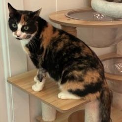 Parker - sweetest cat you'll ever meet at The Kitten Around Cat Lounge, adopted, Adult Female Calico.