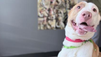 Woody — thumbnail 2