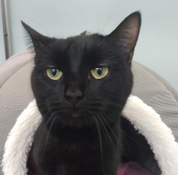 Enlarge Sapphire, a Adoptable mixed breed in Canton, GA image 1/1