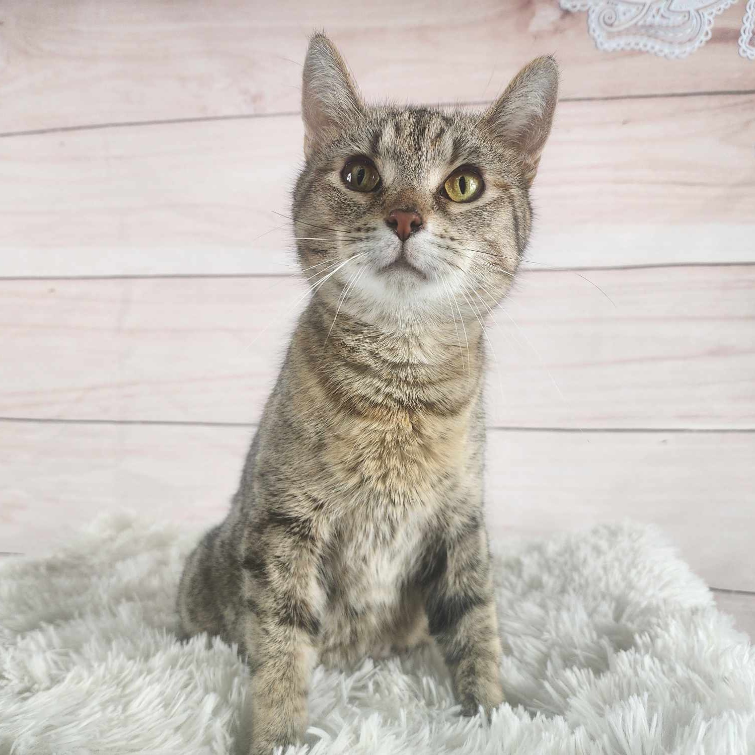 Laurel, Adoptable, Adult Female Domestic Short Hair & Tabby.