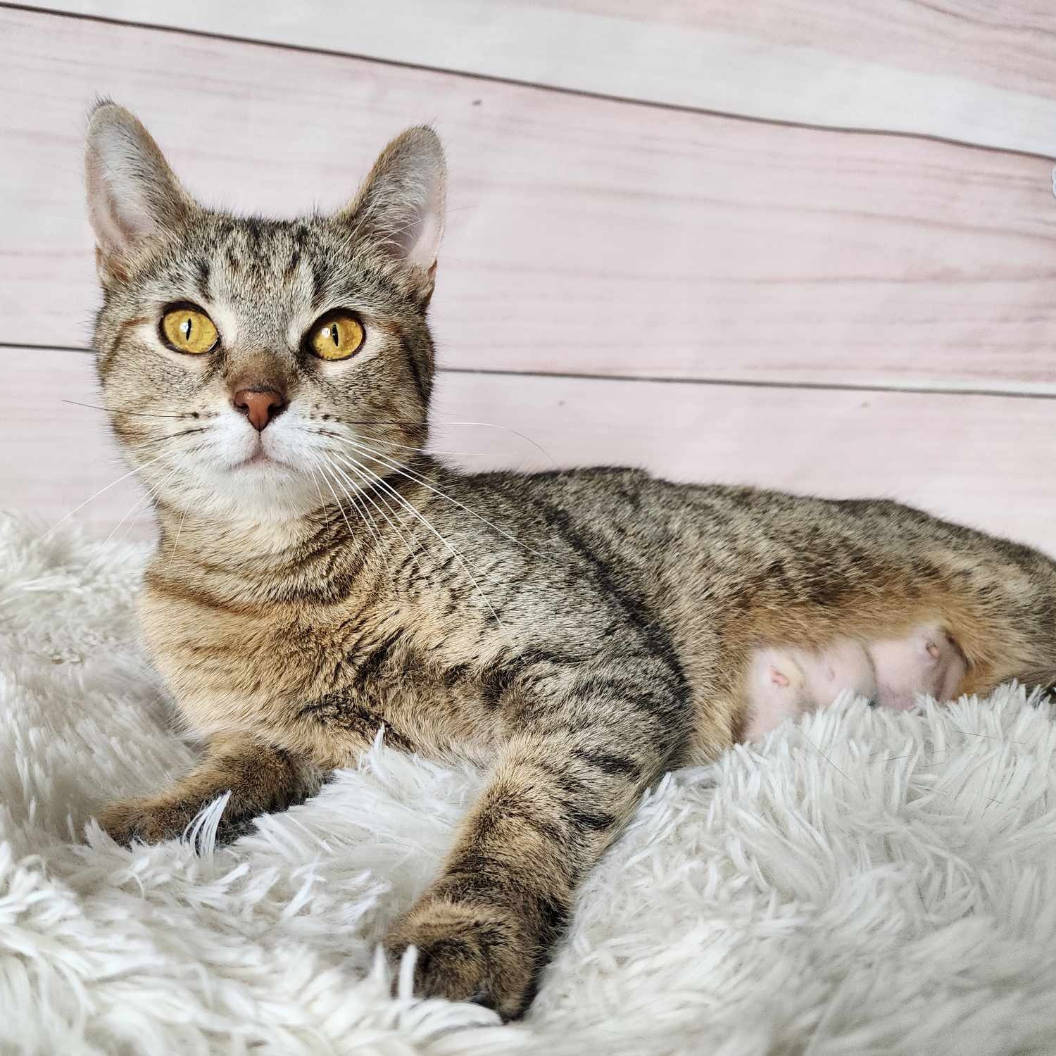 Enlarge Laurel, a Adoptable mixed breed in Greensburg, PA image 5/6